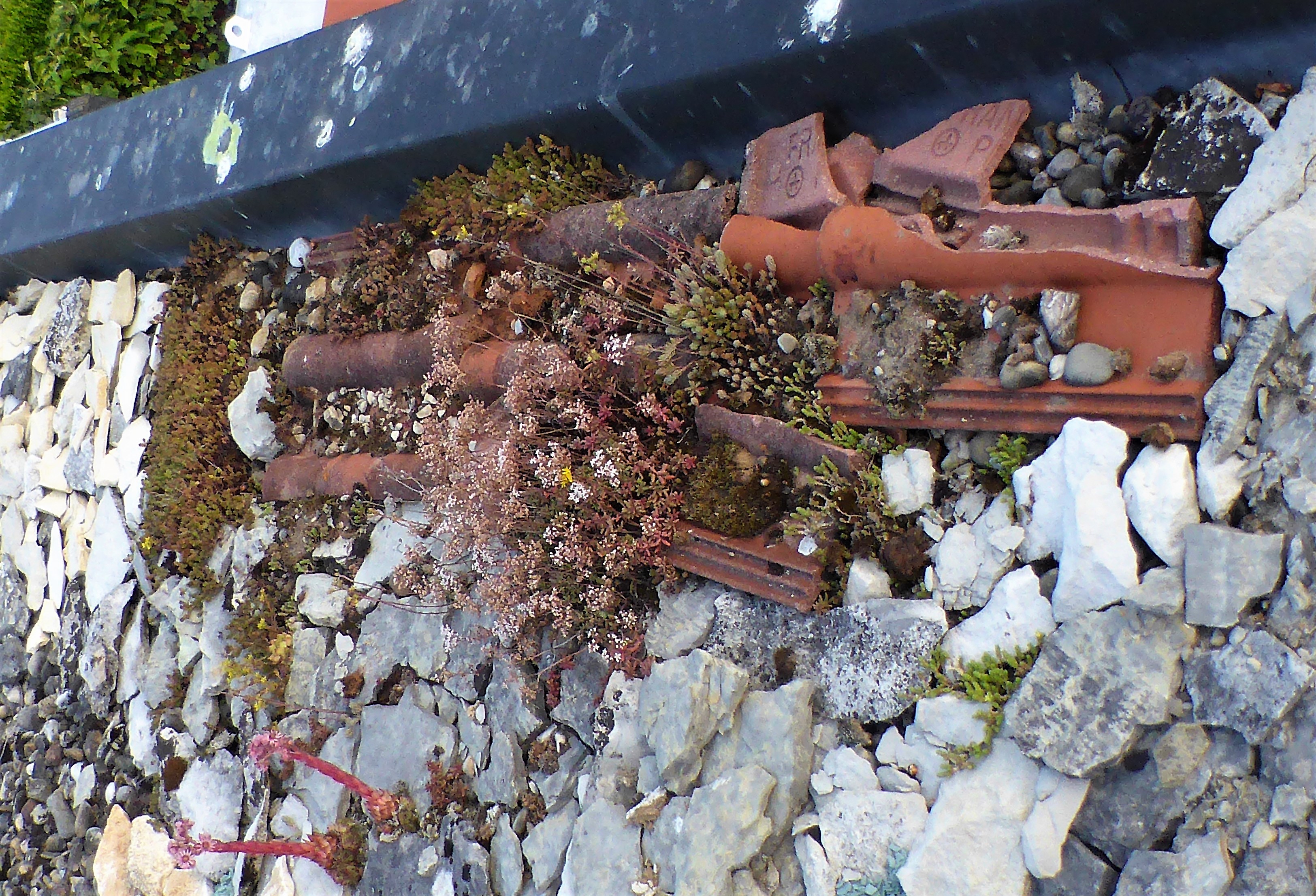 Dach 1 2020 7 Dachziegel flache Kalksteine Flusskiesel Schiefersteine Weisser Mauerpfeffer Sedum album Spinnweb Hauswurz Sempervivum arachnoideum Seealpen Spraitbach Naturgarten Krieglsteiner Sukkulenten