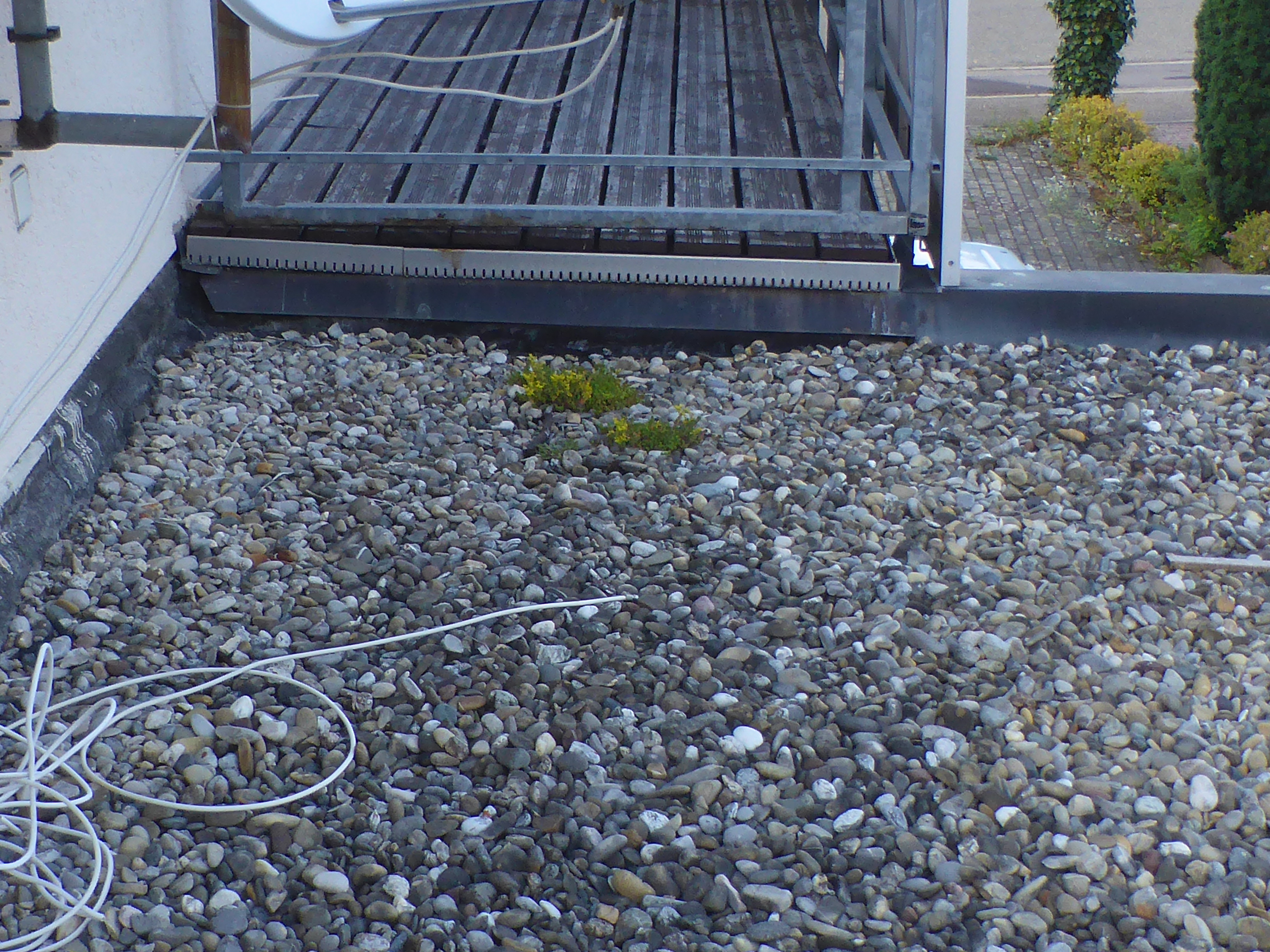 Dach 3 2020 kleine Flusskiesel Milder Mauerpfeffer Sedum sexangulare mite Flechten Sukkulenten Begruenung Balkon Naturgarten PIlzschule Schwaebischer Wald essbare Wildkraeuter Tagesfuehrungen Seminare