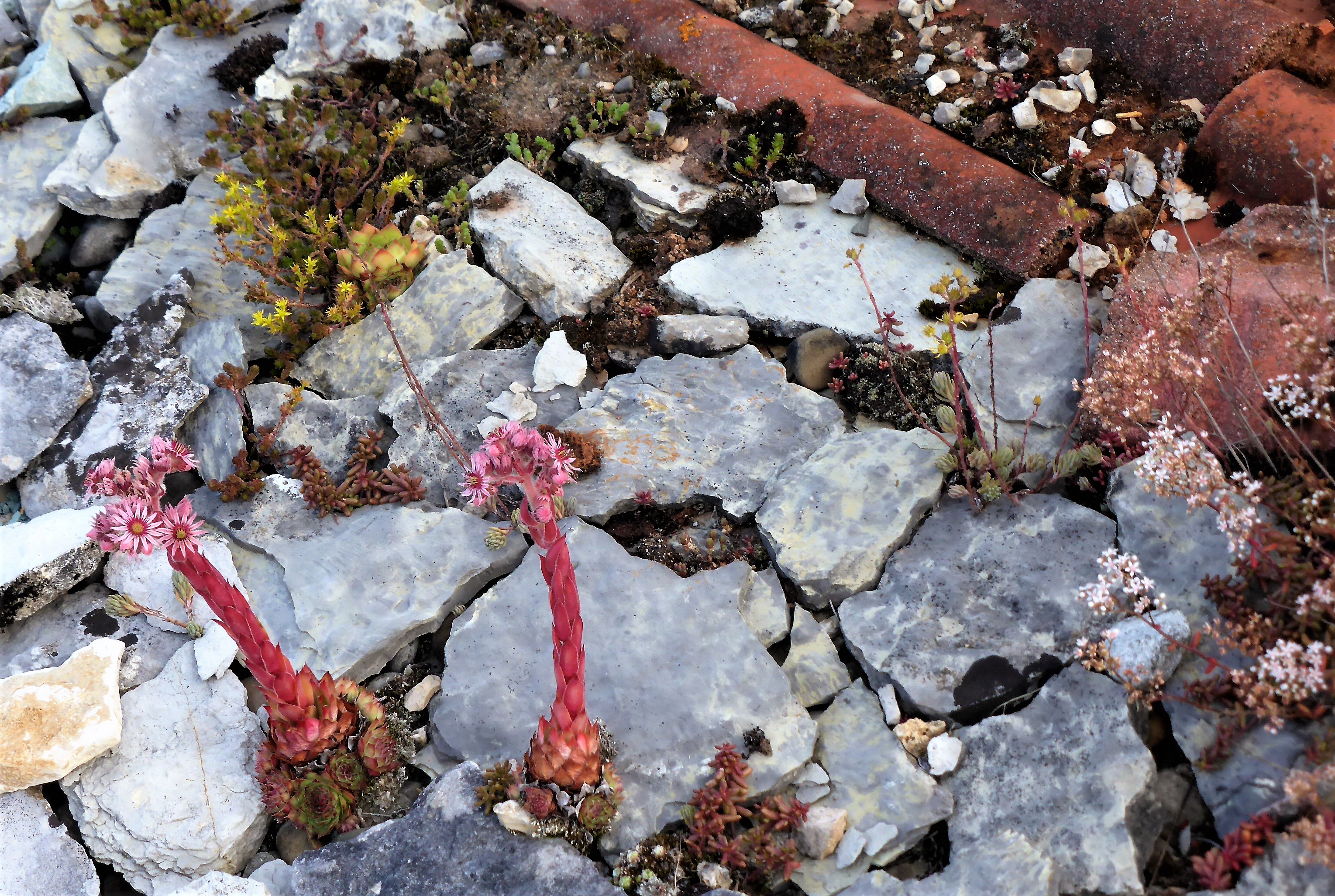 Dach 4 2020 7 Sukkulenten flache Steine wenig Erde Spinnweb Hauswurz Sempervivum arachnoideum Mauerpfeffer Sedum album acre sexangulare rupestre Dachgarten Krrieglsteiner