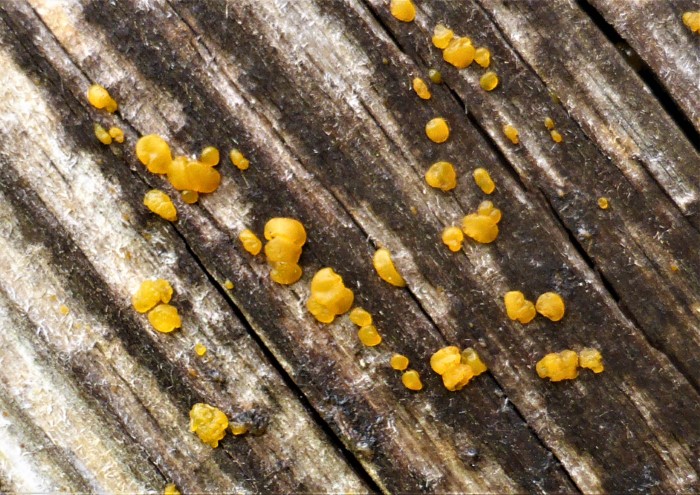 Dacrymyces stillatus Zerfliessende Gallerttraene Dacrymycetales Gallertpilze stimmgabelfoermig Bauholz Nadelholz Gewaechshaus Dachfenster Pilzkuinde Krieglsteiner Spraitbach