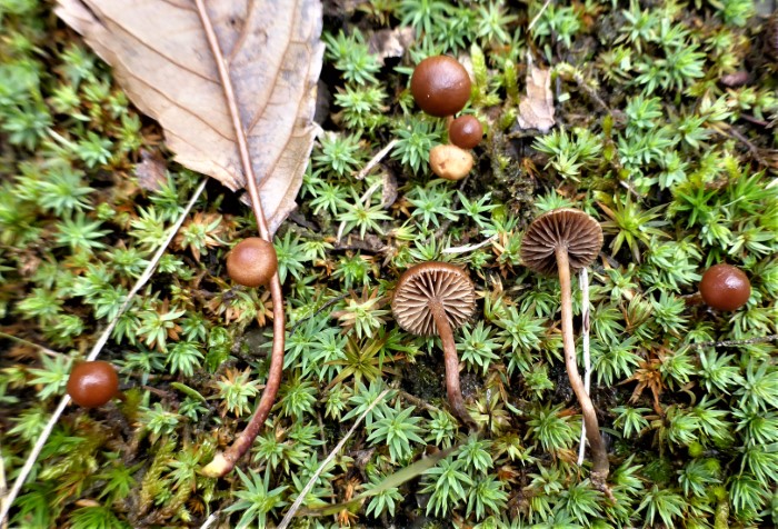 Deconica montana Strophariaceae Agaricales Trockener Kahlkopf Psilocybin Psilocybe acidophil saure Boeden Saprobiont Sporenpulver schwarz Feldmykologe PSV Ausbildung PIlzschule Schwaebischer Wald