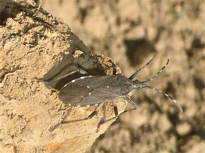 Dicranocephalus albipes Wolfsmilchwanze Stenocephalidae Heteroptera Schnabelkerfe Spraitbach Artenvielfalt oekologisch Insektenwelt Naturgarten Kalk Saumbeet Krieglsteiner