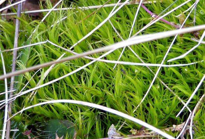 Dicranum scoparium Besen Gabelzahnmoos acidophiles Waldbodenmoos Saeurezeiger haeufig saures Heidebeet eingebracht eingebuergert Naturgarten Krieglsteiner Mooskurs Pilzschule Schwaebischer Feldmykolog3e