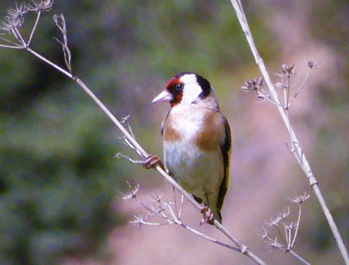 Distelfink Stieglitz Carduelis carduelis Portugal Algarve Flieder Wiesen Bocksbart Koernerfresser Singvogel Sperlingsvogel Passeriformes Artenvielfalt Pilzschule PilzCoach Katharina Krieglsteiner