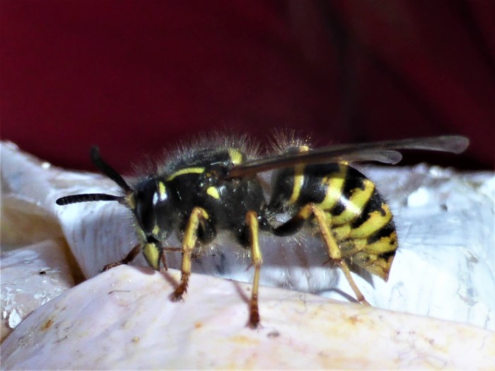 Dolichovespula saxonica Saechsische Wespe Vespidae Faltenwespen nafoku Hymenoptera Hautfluegler Naturgarten Pilzschule Schwaebischer Wald Ostalbkreis Gmuend