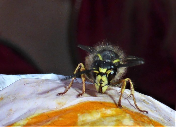 Dolichovespula saxonica Saechsische Wespe Vespidae Faltenwespen nafoku Hymenoptera Hautfluegler Naturgarten Pilzschule Schwaebischer Wald Ostalbkreis Krieglsteiner