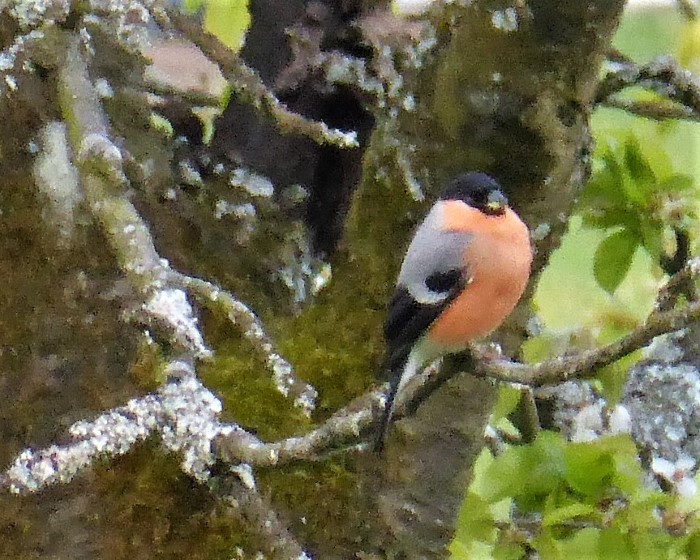 Dompfaff Pyrrhula pyrrhula Finkenvoegel Sperlingsvoegel Gimpel NSG Wasserberg Schwaebische Alb Maennchen BirdWatching Pilzschule Schwaebischer Wald Krieglsteiner Naturgarten Artenvielfalt