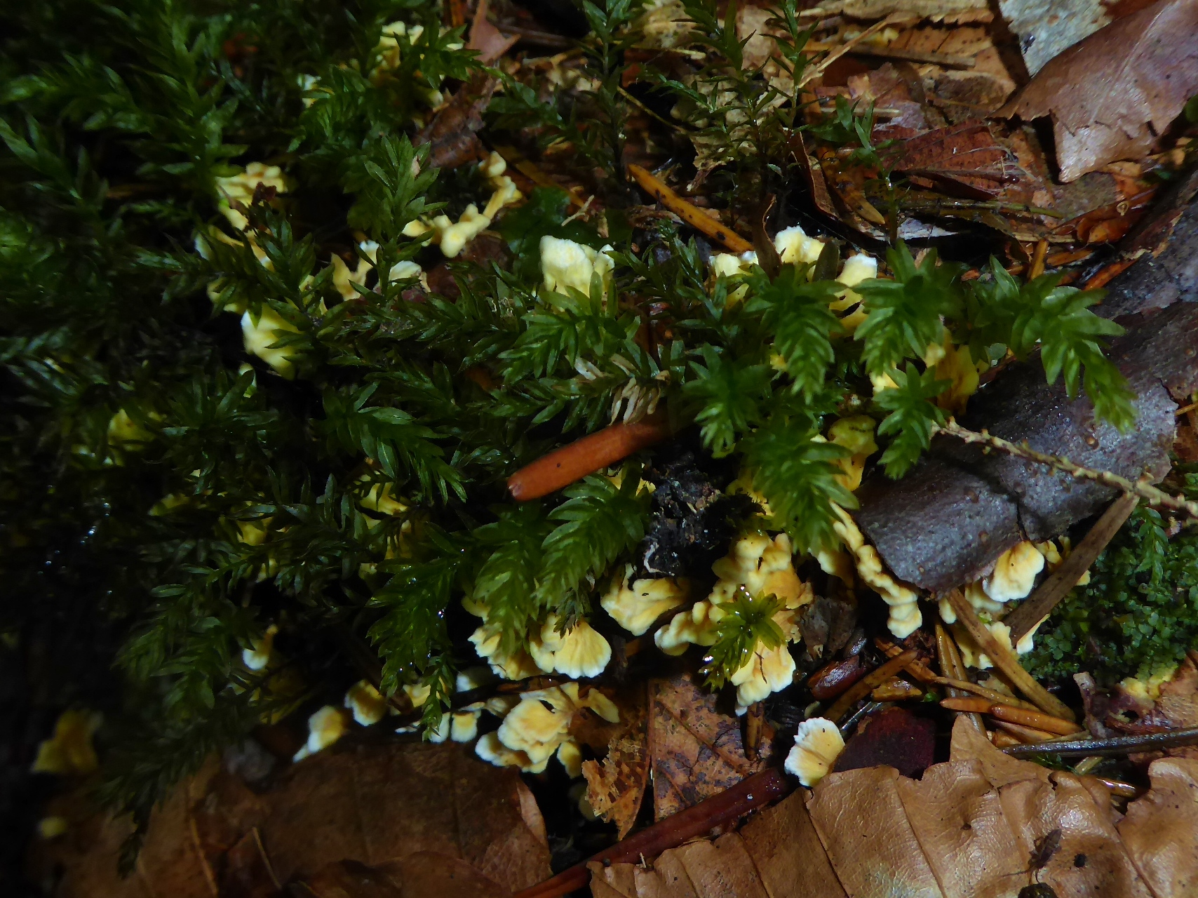 Dottergelber Kreiselpilz Stereopsis vitellina Bayerischer Wald Bachufer Nationalpark Boehmerwald Sumava Staenderpilz