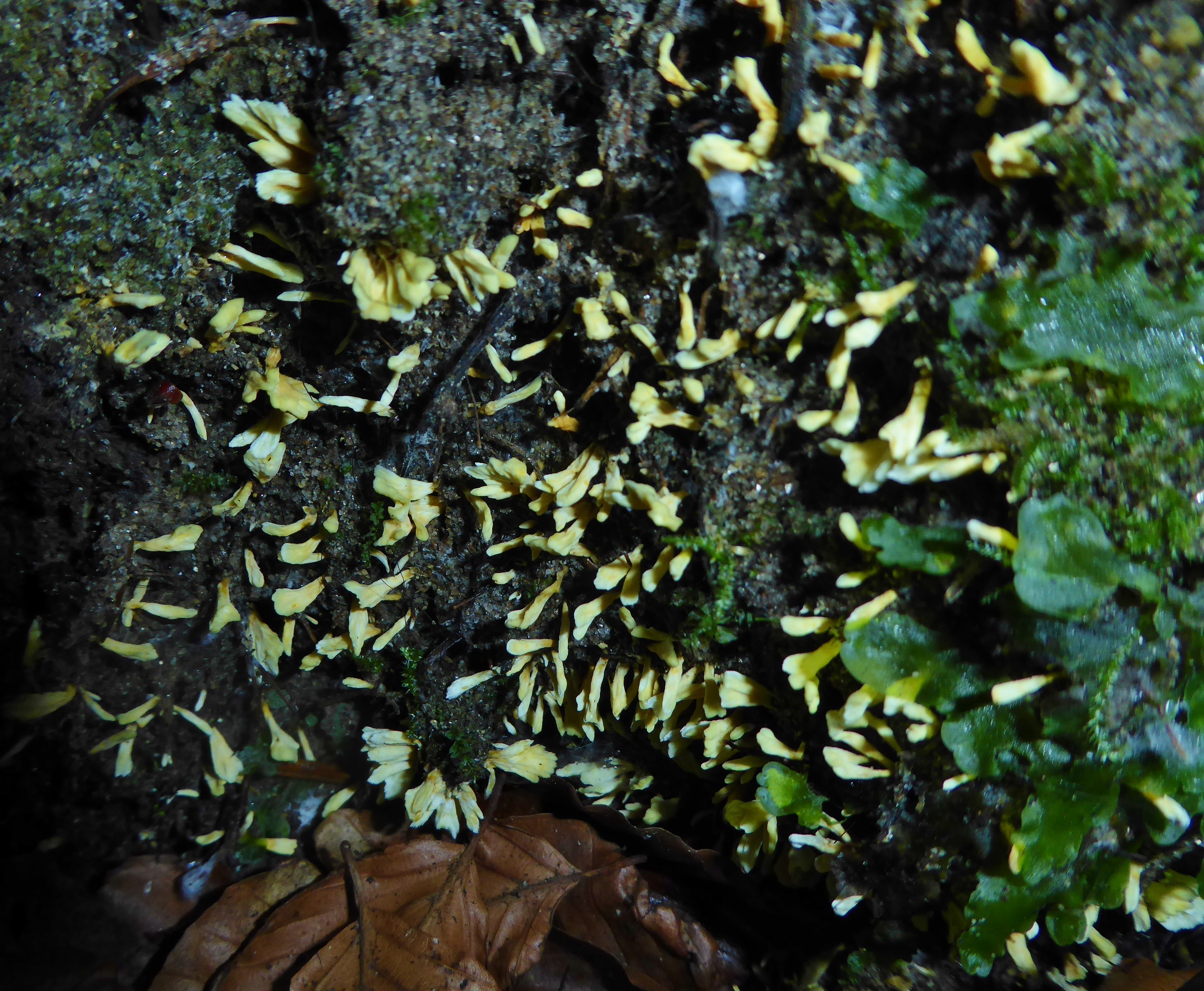 Dottergelber Kreiselpilz Stereopsis vitellina Blaetterpilz Bayerischer Wald Nationalpark Schwellhaeusl