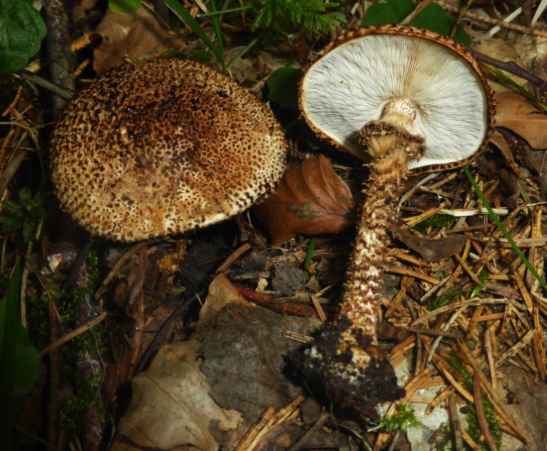 Echinoderma hystrix 1 Stachelschwein Stachelschirmling Schwarzschneidiger Schwaebischer Wald Gaildorf Schoenberg Osterbachtal Kalk Mergel Bergahorn Pilzkurs