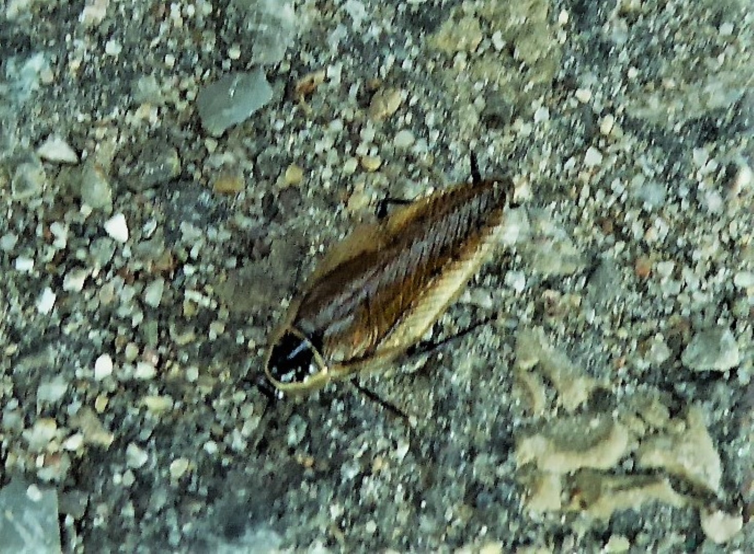 Ectobius sylvestris Waldschabe Insecta Blattodea Spraitbach Garten Brunnenweg Artenvielfalt