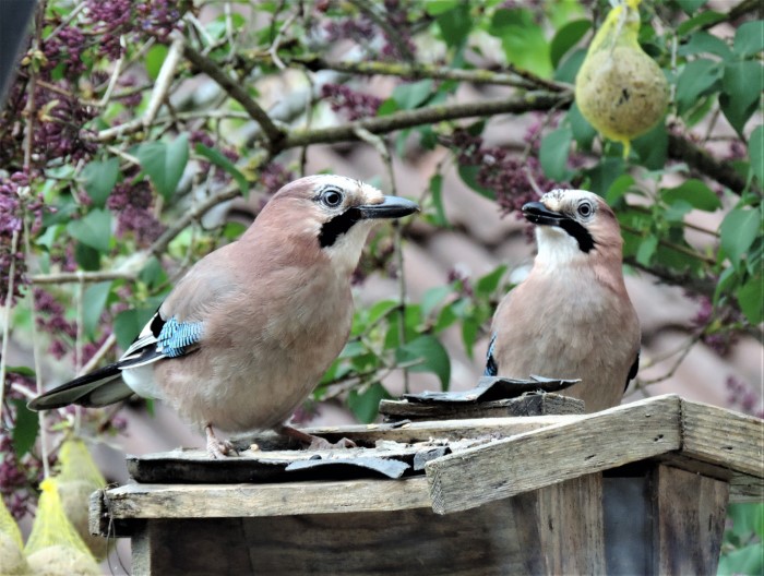 Eichelhaeher Garrulus glandarius Rabenvoegel Corvidae Singvoegel Passeriformes Pilzexpertin Katharina Krieglsteiner Naturgarten Artenvielfalt Spraitbach Krieglsteiner PIlzschule Pilzkurse PSV Ausbildung