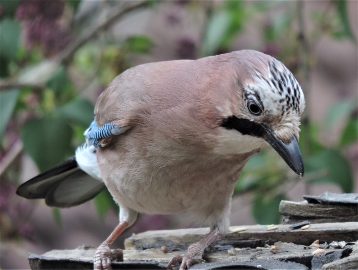 Eichelhaeher Garrulus glandarius Rabenvoegel Corvidae Singvoegel Passeriformes Pilzexpertin Katharina Krieglsteiner Naturgarten Artenvielfalt Spraitbach Krieglsteiner PIlzschule Schwaebischer Wald