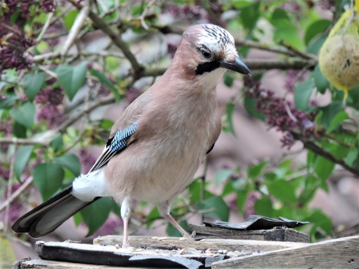 Eichelhaeher Garrulus glandarius Rabenvoegel Corvidae Singvoegel Passeriformes Pilzexpertin Katharina Krieglsteiner Naturgarten Artenvielfalt Spraitbach Krieglsteiner PIlzschule Winterfuetterung