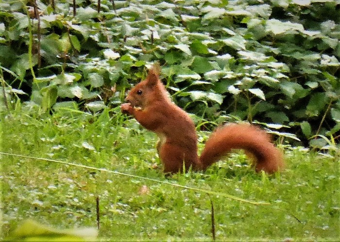 Eichhoernchen Sciurus vulgaris Nagetiere Rodentia Park Stuttgart Bad Cannstatt possierlich Nuesse Walnussbaum Mausloecher vergraben Artenvielfalt PIlzschule Schwaebischer Wald