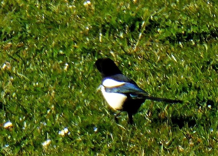 Elster Pica pica Rabenvoegel Nestraeuber Silberschmuick blau schimmernd schwarz weiss BirdWatching Naturgarten Krieglsteiner Artenvielfalt Pilzschule Schwaebischer Wald Nest Winterlinde