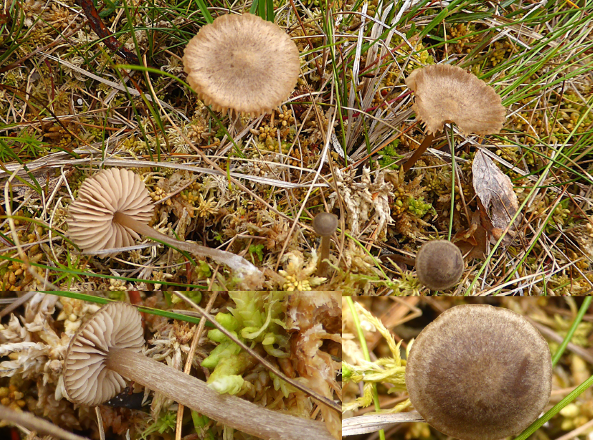 Entoloma fernandae NOR Trillemarka Rollagsfjell 22.23.07. Folie 1