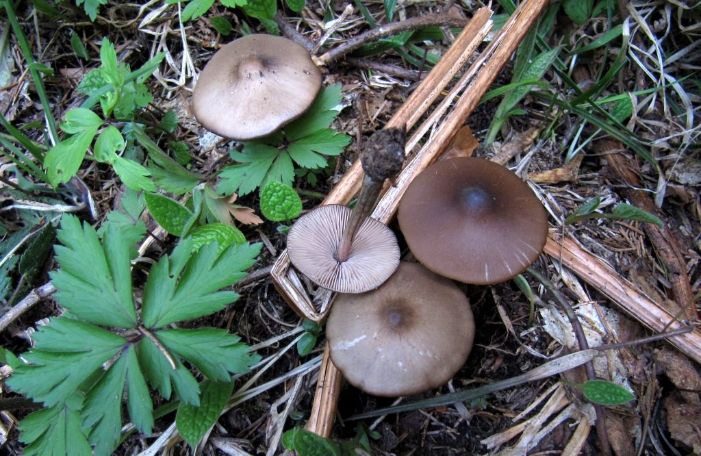 Entoloma-hirtipes-Traniger-Glöckling-Kroatien-Nationalpark-Plitvicer-Seen-Pilzkurse