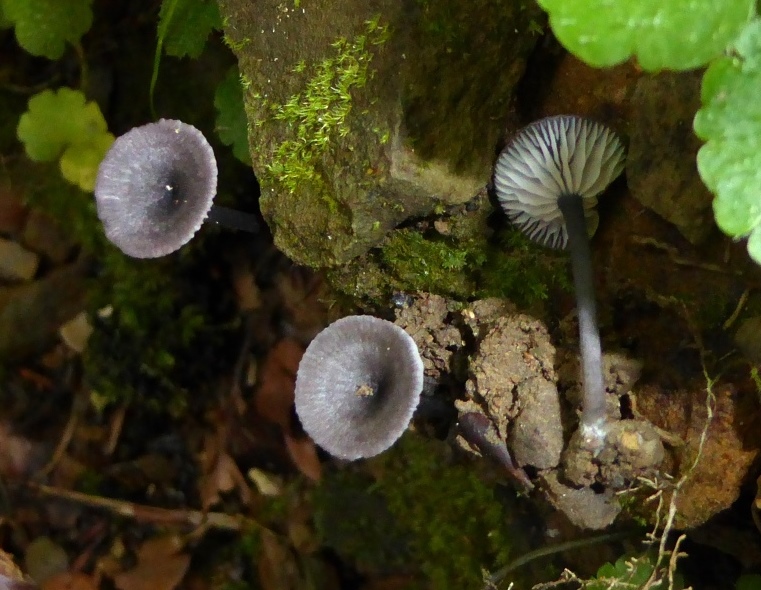 Entoloma-incarnatofuscescens-2-Nabelrötling-Unterfranken-Grettstadt