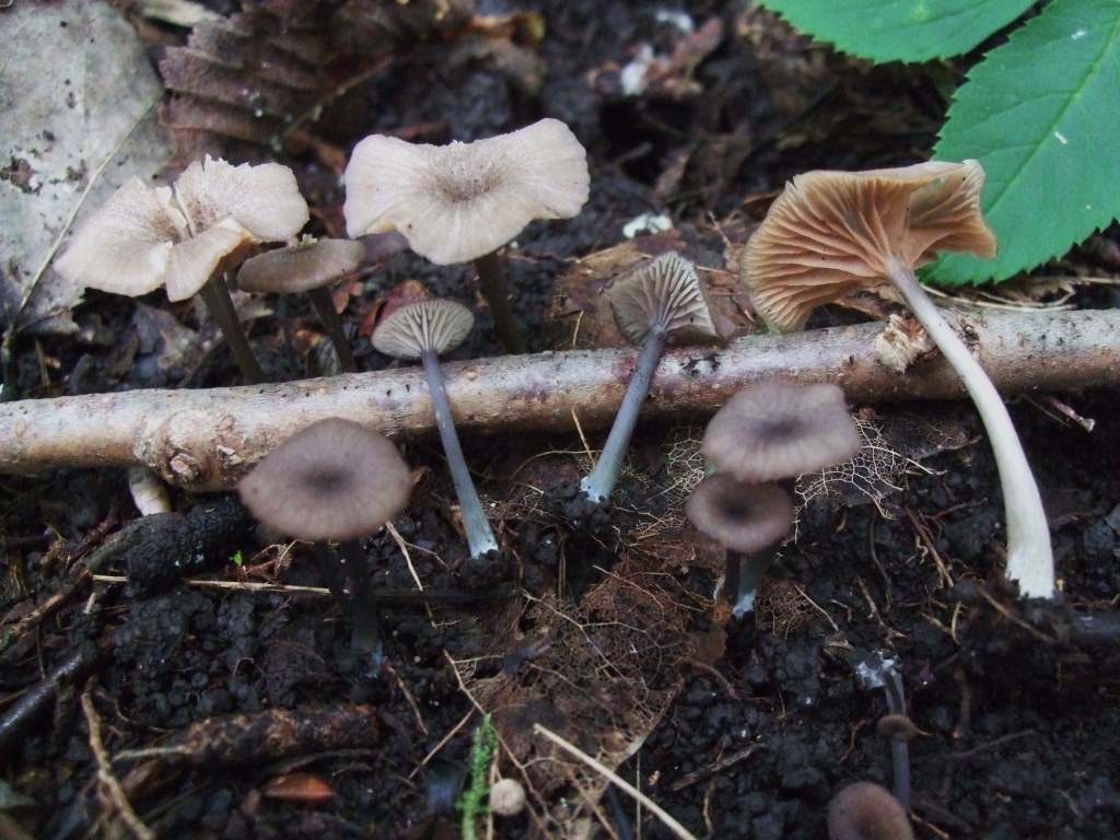 Entoloma-incarnatofuscescens-Nabelrötling-Unterfranken-Grettstadt