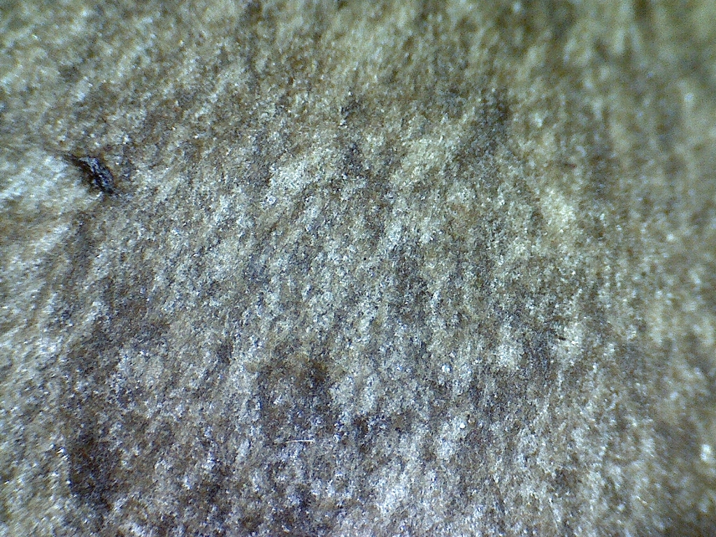 Entoloma-opacum-Detail-Hut-Schwäbische-Alb-Bergahorn-Frühlingspilzkurs-Morchelsuche-Schwäbisch-Gmünd
