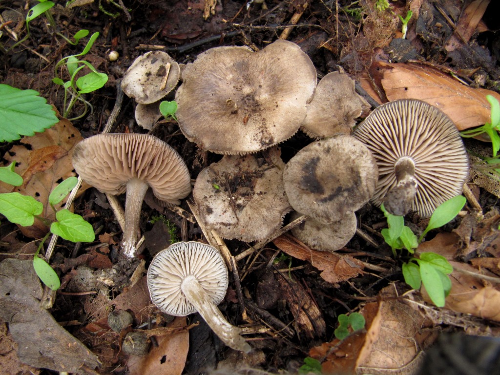 Entoloma-opacum-Kaltes-Feld-Schwäbische-Alb-Bergahorn-Frühlingspilzkurs-Morchelsuche-Schwäbisch-Gmünd