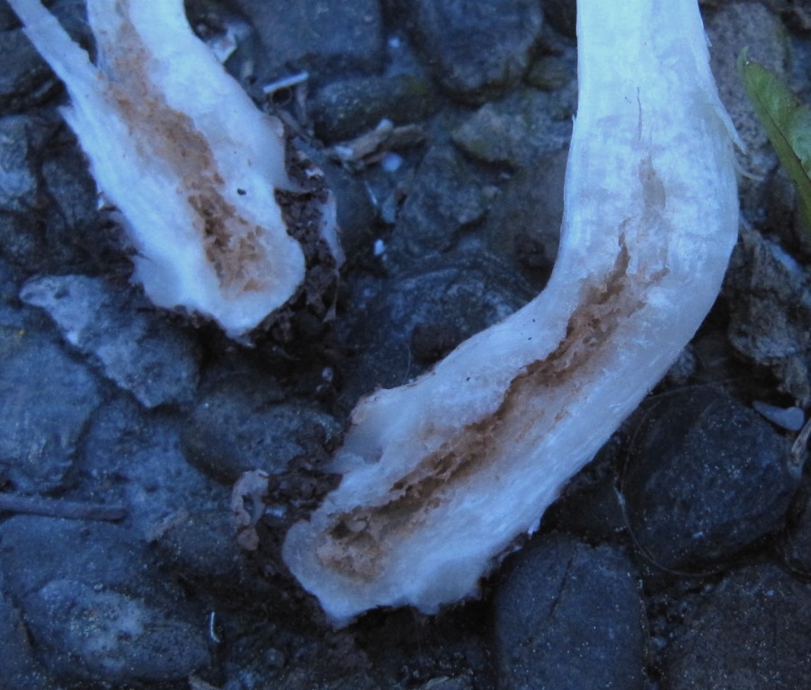 Entoloma-sepium-Zaunrötling-Fraßgänge-Remstal-Schlehe-Pflaume-Garten