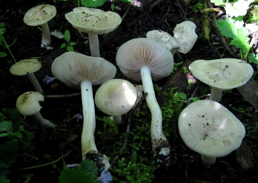 Entoloma-sepium-Zaunrötling-Habitus-Remstal-Schlehe-Pflaume-Garten