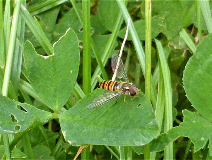 Episyrphus balteatus Hain Schwebfliege Diptera Brachycera Syrphidae Spraitbach Klee Streifenmuster Artenvielfalt Naturgarten Pilzschule Schwaebischer Wald