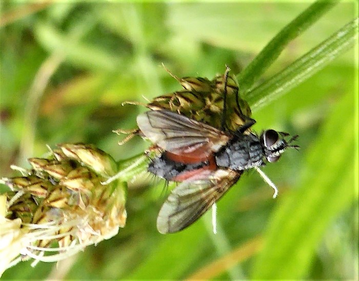 Eriothrix rufomaculata Raupenfliege Rotgefleckte Spraitbach Plantago lanceolata nafoku Naturgarten Biodiversitaet Tachynidae Diptera Brachycera Insekten