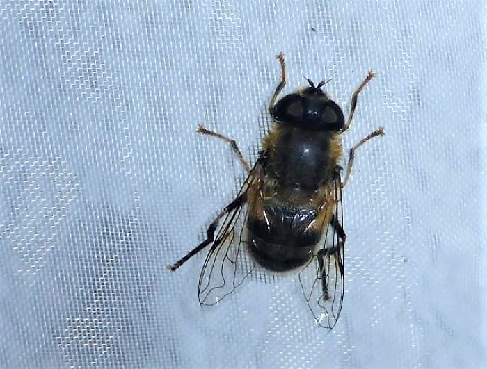 Eristalis pertinax Gemeine Keilfleckschwebfliege Wald Mistbiene Spraitbach Diptera Brachycera Syrphidae nafoku Artenvielfalt Insekten Naturgarten Pilzschule Schwaebischer Wald