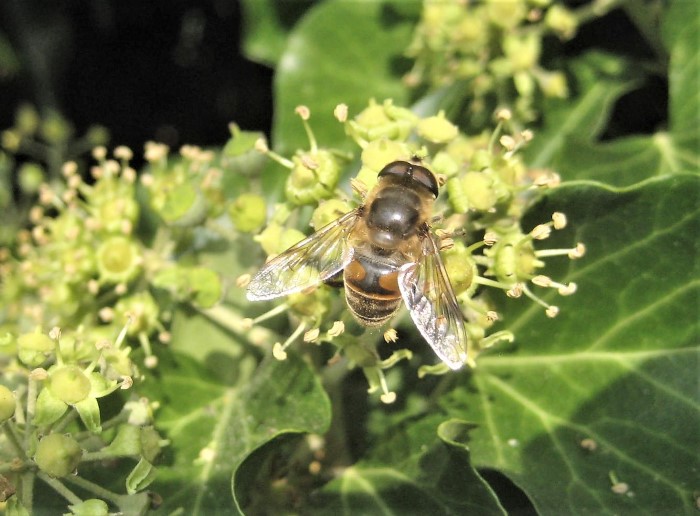 Eristalis tenax Scheinbienen Keilfleckschwebfliege Gewoehnliche Mistbiene Syrphidae Durlangen Artenvielfalt Krieglsteiner Pilzschule Schwaebischer Wald