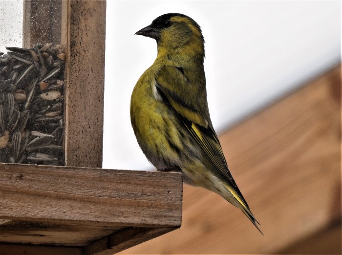 Erlenzeisig Carduelis Spinus spinus Finkenvoegel Fringillidae Singvoegel Passeriformes Winterfuetterung Durchzug Naturgarten Spraitbach Krieglsteiner PIlzschule Pilzexpertin Katharina Krieglsteiner