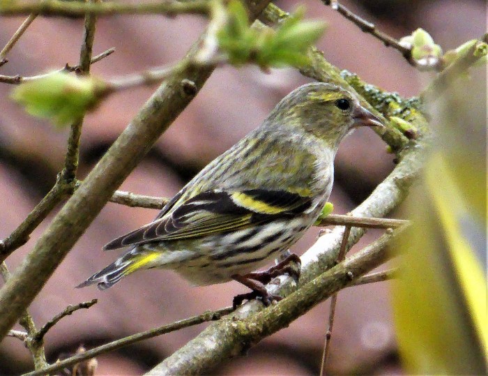 Erlenzeisig Carduelis Spinus spinus Finkenvoegel Fringillidae Singvoegel Passeriformes Winterfuetterung Durchzug Naturgarten Spraitbach Krieglsteiner PIlzschule Schwaebischer Wald Krieglsteiner Weibchen