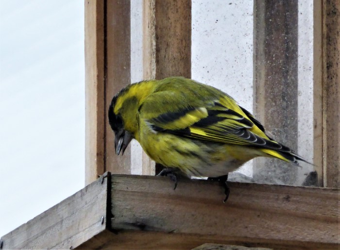 Erlenzeisig Carduelis Spinus spinus Finkenvoegel Fringillidae Singvoegel Passeriformes Winterfuetterung Durchzug Naturgarten Spraitbach Krieglsteiner PIlzschule Schwaebischer Wald Krieglsteiner