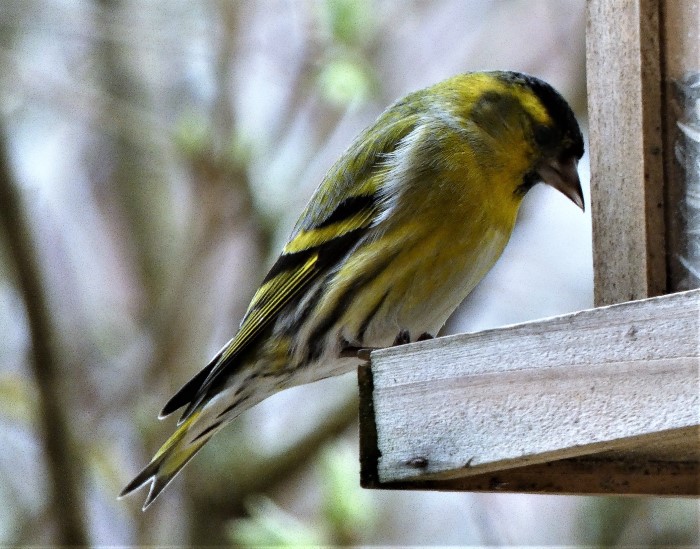 Erlenzeisig Carduelis Spinus spinus Finkenvoegel Fringillidae Singvoegel Passeriformes Winterfuetterung Durchzug Naturgarten Spraitbach PilzCoach PIlzschule Pilzexpertin Katharina Krieglsteiner