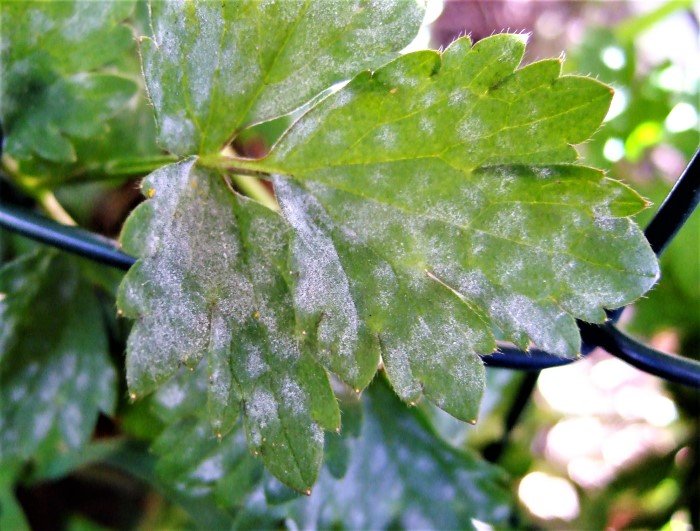 Erysiphe aquilegiae ranunculi Hahnenfugewaechse Mehltau Myzel Konidienrasen Erysiphales Echte Mehltaupilze Parasitenkurs Feldmykologe Krieglsteiner Spraitbach Schwaebisch Gmuend Ranunculus repens