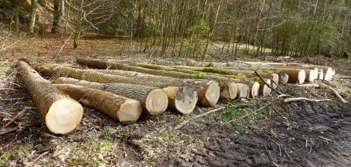 Esche Lungenflechte Eschensterben Becherling Hymenoscyphus fraxineus Nebenfruchtform Chalara fraxinea Resistenz Krieglsteiner Pilzschule Schwaebischer Wald