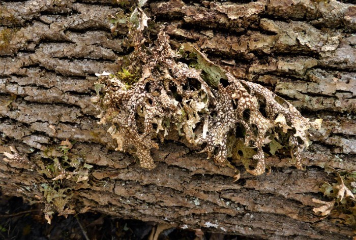 Esche Lungenflechte Lobaria pulmonaria Bundesnaturschutzgesetz besonders und streng geschtzt Witz Todesurteil Wegsicherung Naturschutz Konflikt Forstwirtschaft