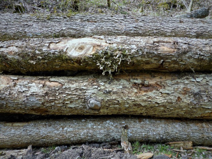 Eschen Fraxinus excelsior gefllt Wegsicherung Eschensterben Lungenflechte Naturschutz Konflikt Genozid Forstwirtschaft Osterbachtal Gaildorf Pilzschule