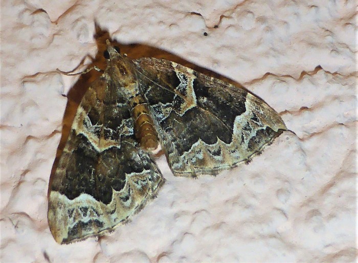 Eulithis prunata Dunkelbrauner Haarbueschel Spanner Geometridae Nachtfalter Lepidoptera Insekten Artenvielfalt Biodiversitaet Aussenbeleuchtung Lichtfalle Spraitbach Krieglsteiner