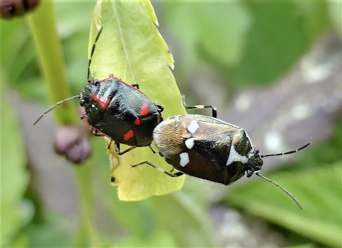 Eurydema oleraceum Kohlwanze Schwaebische Alb Oberkochen Volkmarsberg Heteroptera Pentatomidae Baumwanzen Schnabelkerfe