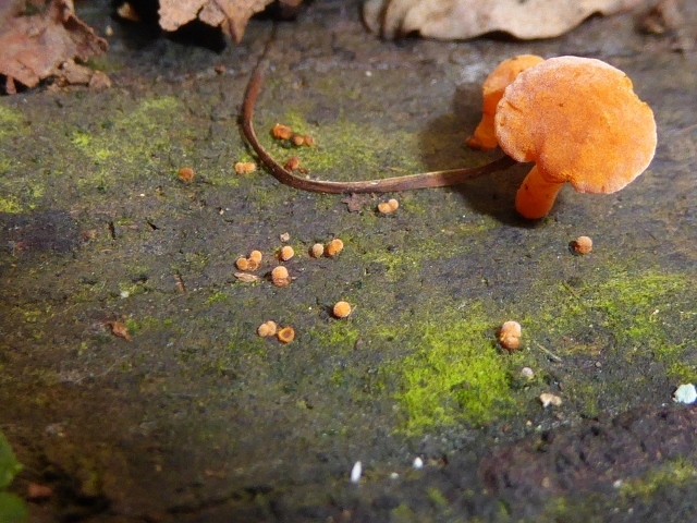 Favolaschia-calocera-11-Orangeroter-Porenhelmling-Mycenaceae-Italien-Ligurien-Robinia-iuvenil-junge-Fruchtkoerper-Portofino