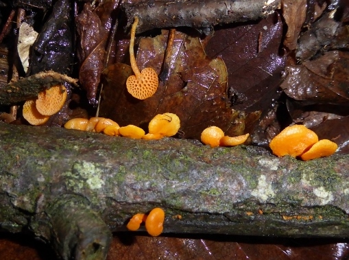 Favolaschia-calocera-2-Orangeroter-Porenhelmling-Mycenaceae-Italien-Ligurien-Neomyzet-Neuseeland