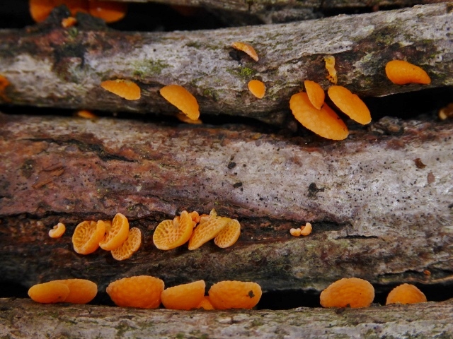 Favolaschia-calocera-3-Orangeroter-Porenhelmling-Mycenaceae-Italien-Ligurien-Robinia-kein-Speisepilz