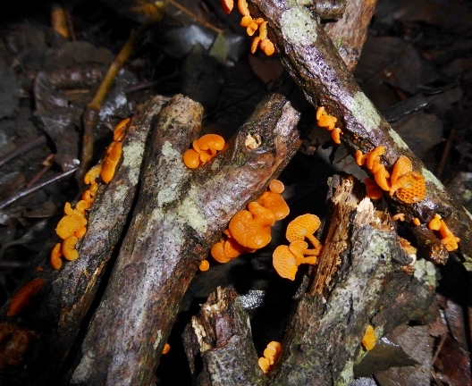 Favolaschia-calocera-4-Orangeroter-Porenhelmling-Mycenaceae-Italien-Ligurien-Genua-Robinien-Nische