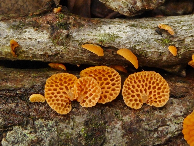 Favolaschia-calocera-7-Orangeroter-Porenhelmling-Mycenaceae-Italien-Ligurien-Robinia-Pilzkurs