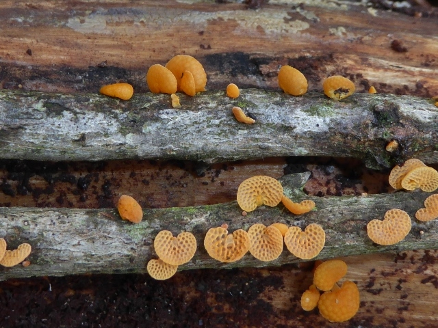 Favolaschia-calocera-8-Orangeroter-Porenhelmling-Mycenaceae-Italien-Ligurien-Robinia-Portofino-Pilzseminar