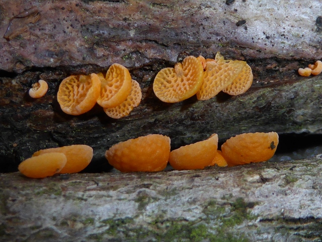 Favolaschia-calocera-9-Orangeroter-Porenhelmling-Mycenaceae-Italien-Ligurien-Robinia-Pilzbestimmung