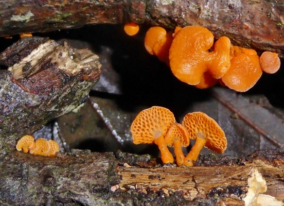 Favolaschia-calocera-Orangeroter-Porenhelmling-Mycenaceae-Italien-Ligurien-Robinia